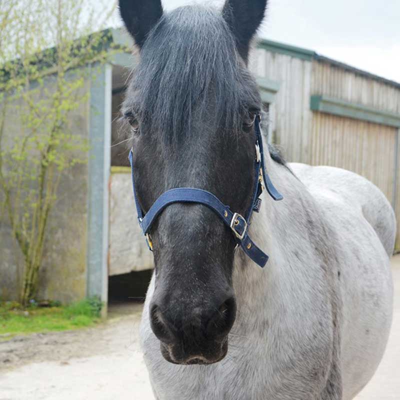Light grey horse with dark brown face and ears outside stable looking at camera