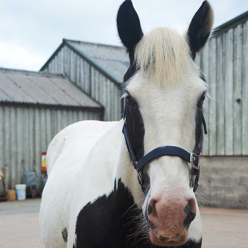 Big white and black horse outside stables looking at the camera