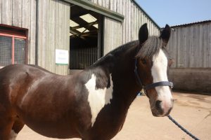 Black and white horse at Calvert Trust Exmoor site.