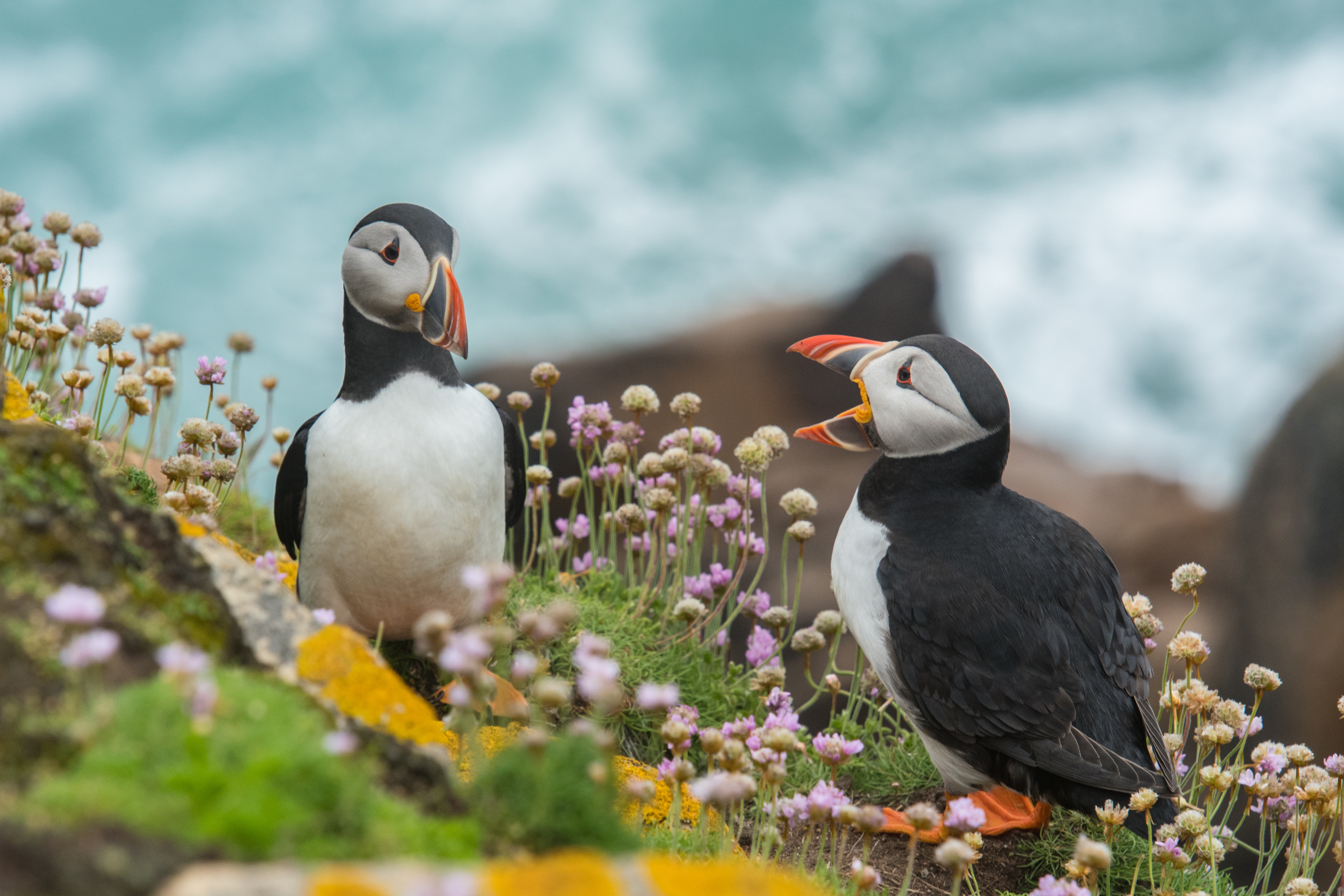 Two puffins on a cliff by the sea