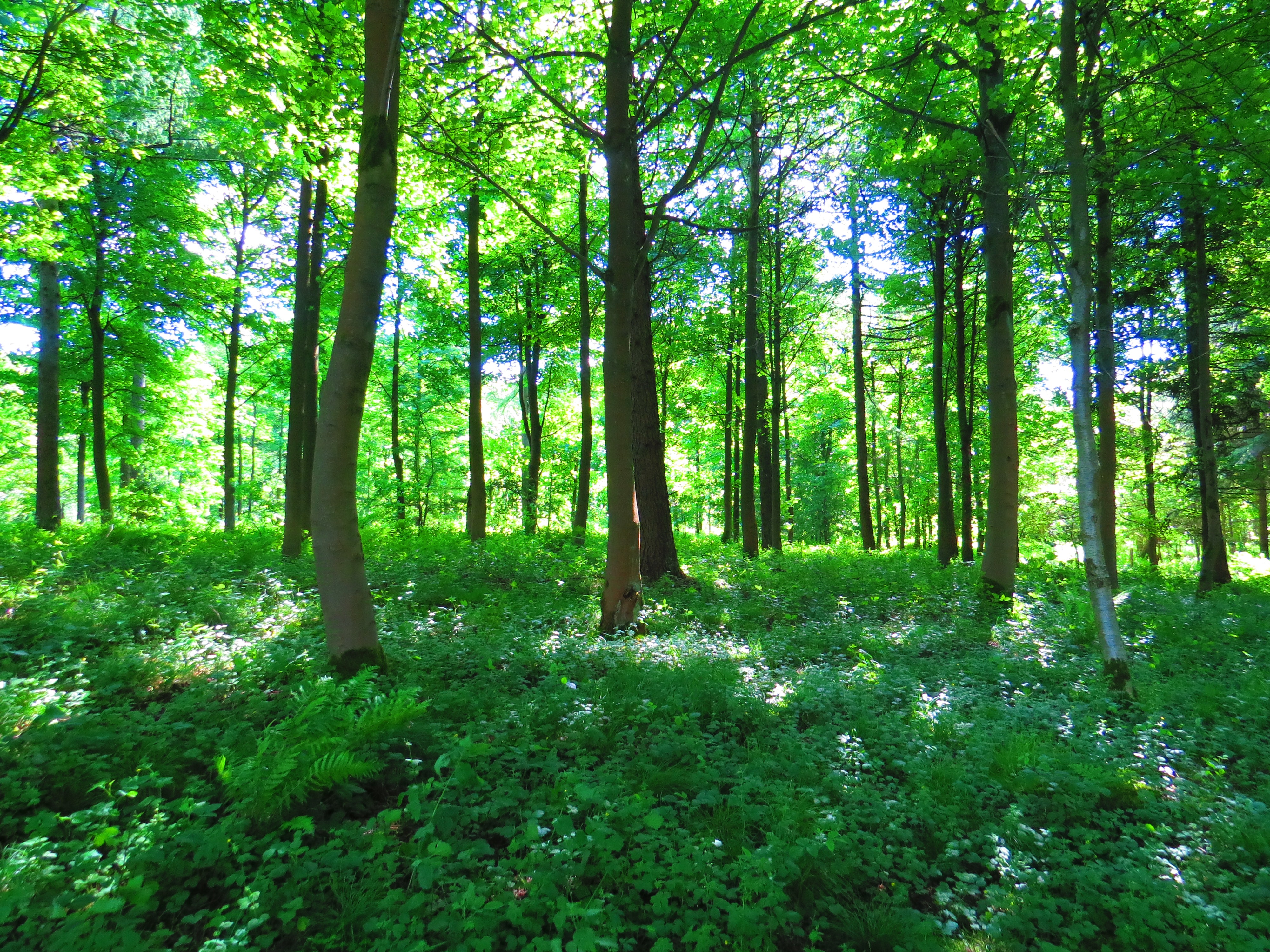 Green trees in a forest