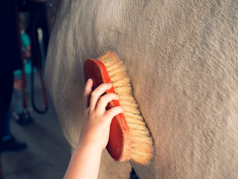 A child brushing a horse