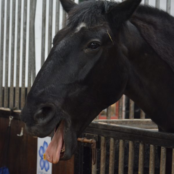 Rodney the horse pulling a funny face