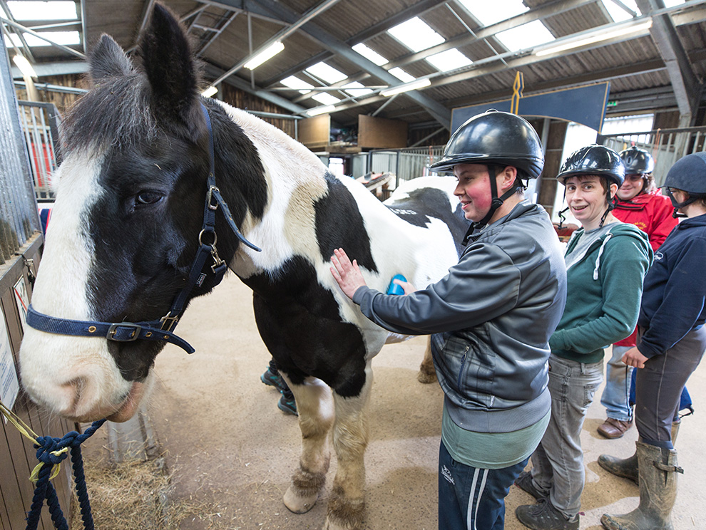 Person petting a horse riding school