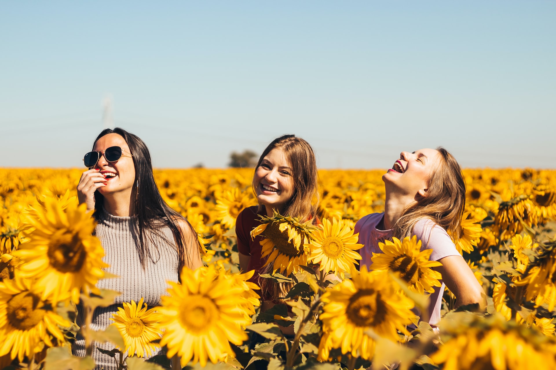 A group of friends laughing in a sunflower field 