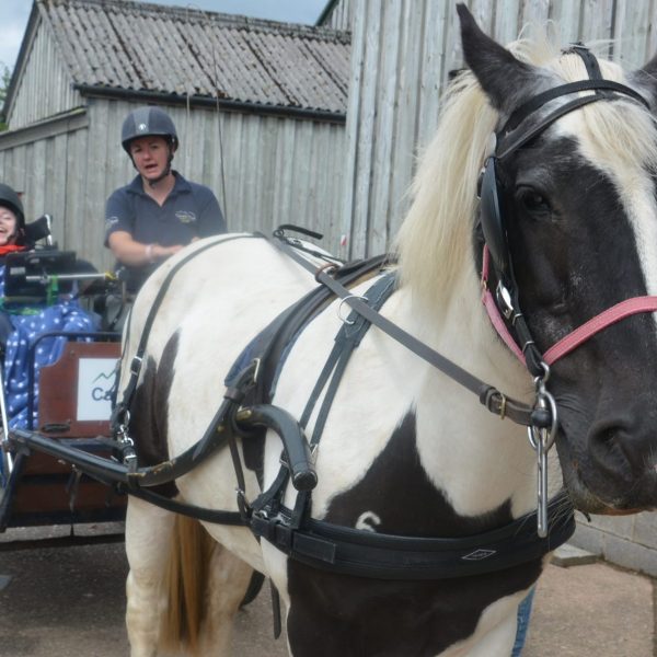 Horse and carriage riding - Calvert Exmoor
