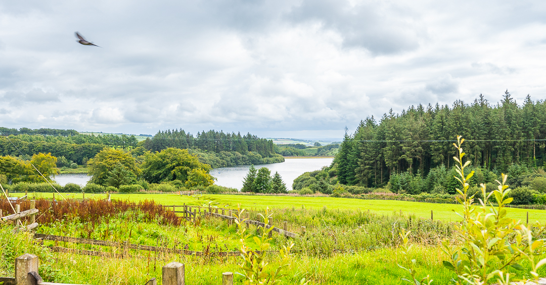 A landscape photograph of green fields leading down to Wistlandpound Reservoir, with pine forests over to the right. A bird is out of focus but flying through the sky in the top left.