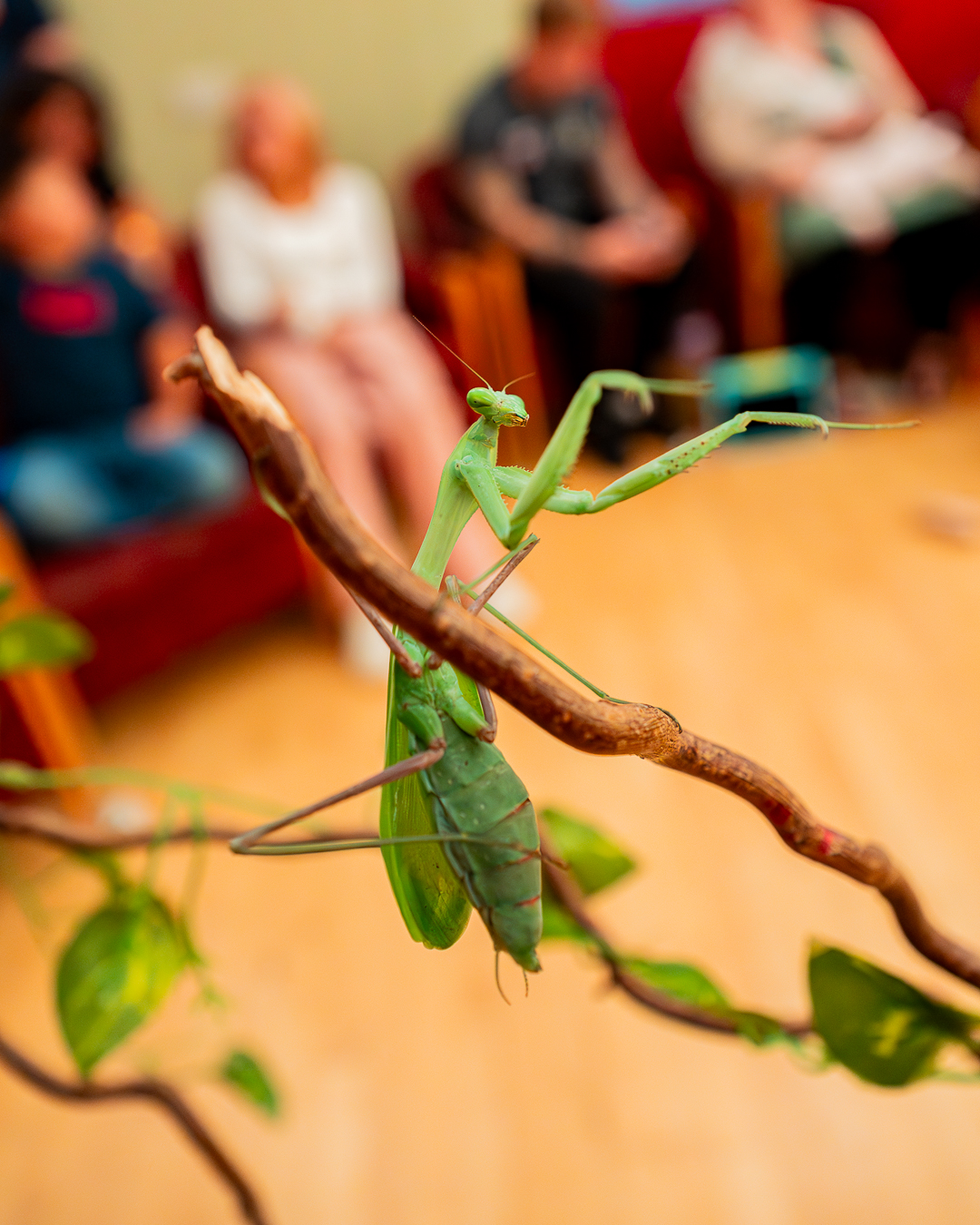 A green praying mantis is on a twig with its arms outstretched and the background is blurry.