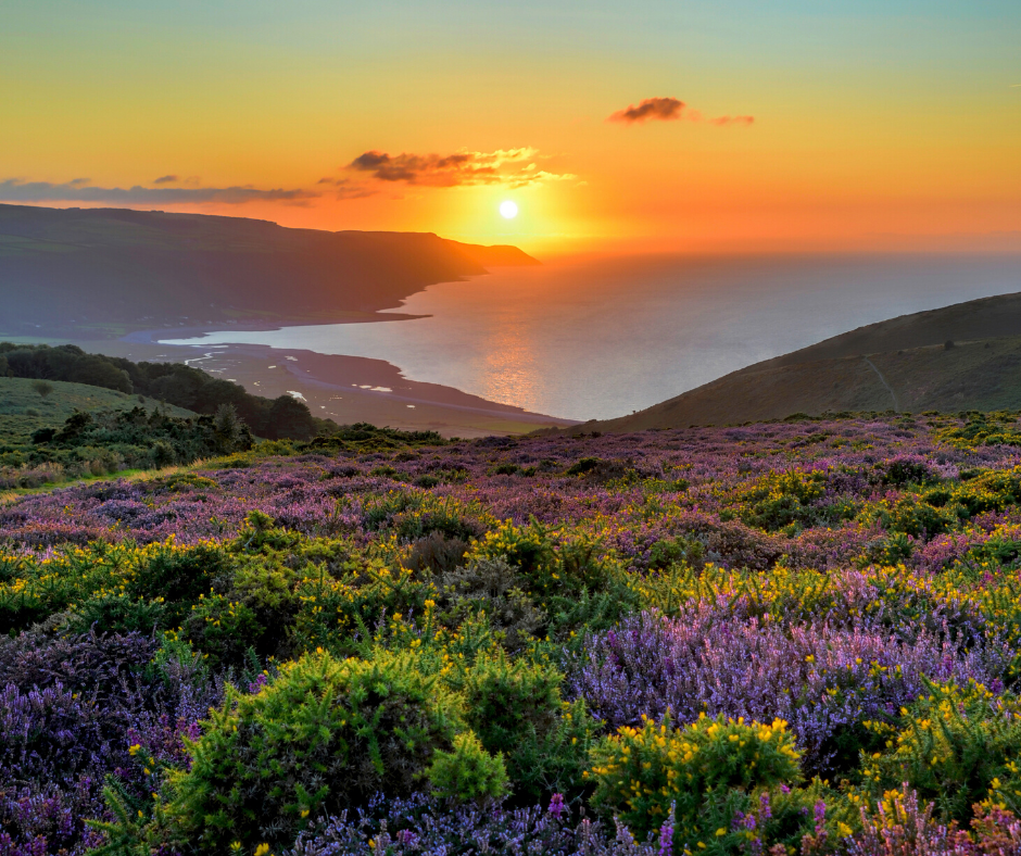 An orange sunset in the distance, with the ocean and land masses in the middle ground and purple green heathers and gorse in the foreground.