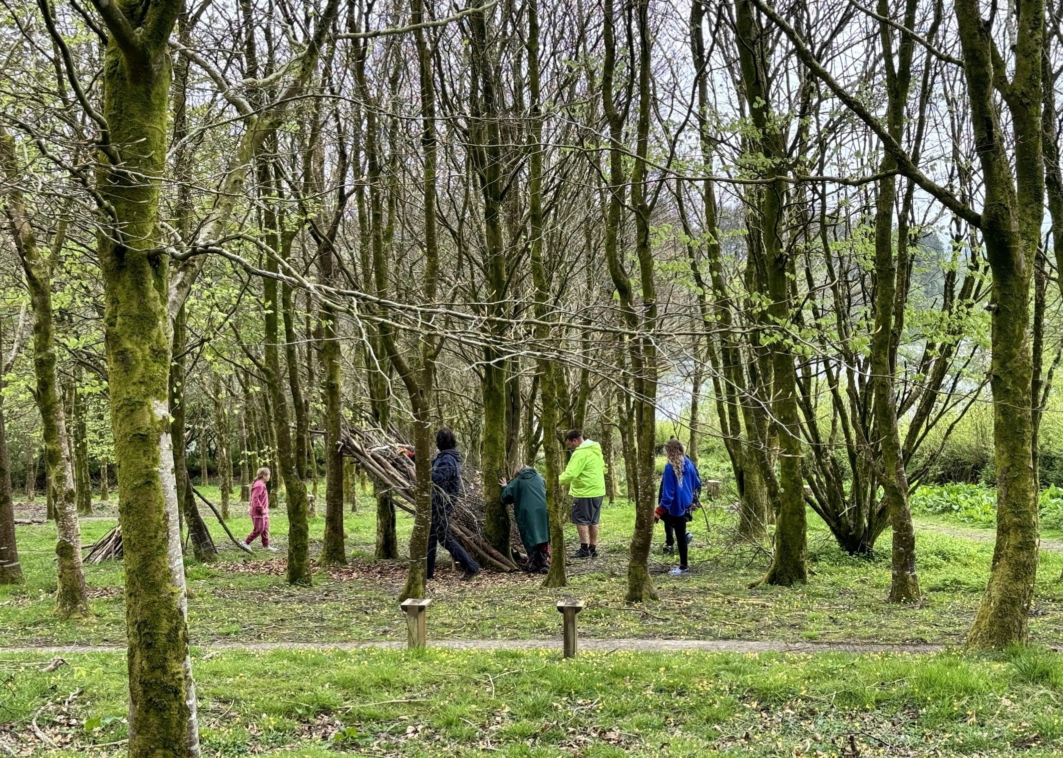 A picture of woodlands and people in the background among the trees building a natural shelter.