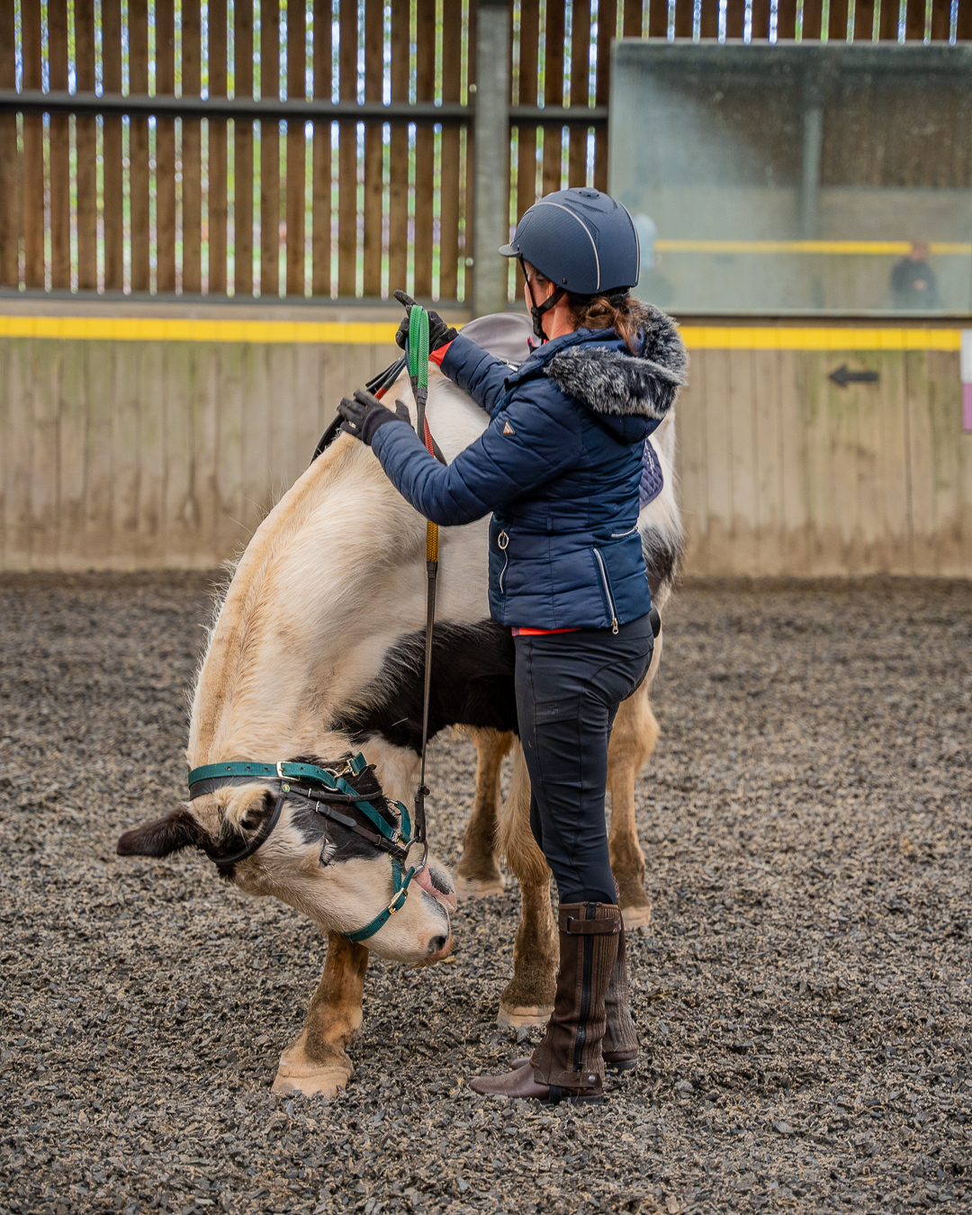 A guest is standing next to a white and black horse, whose head is down by its hoof, and she is holding the reigns within the indoor arena at Calvert Exmoor's Equestrian Centre.