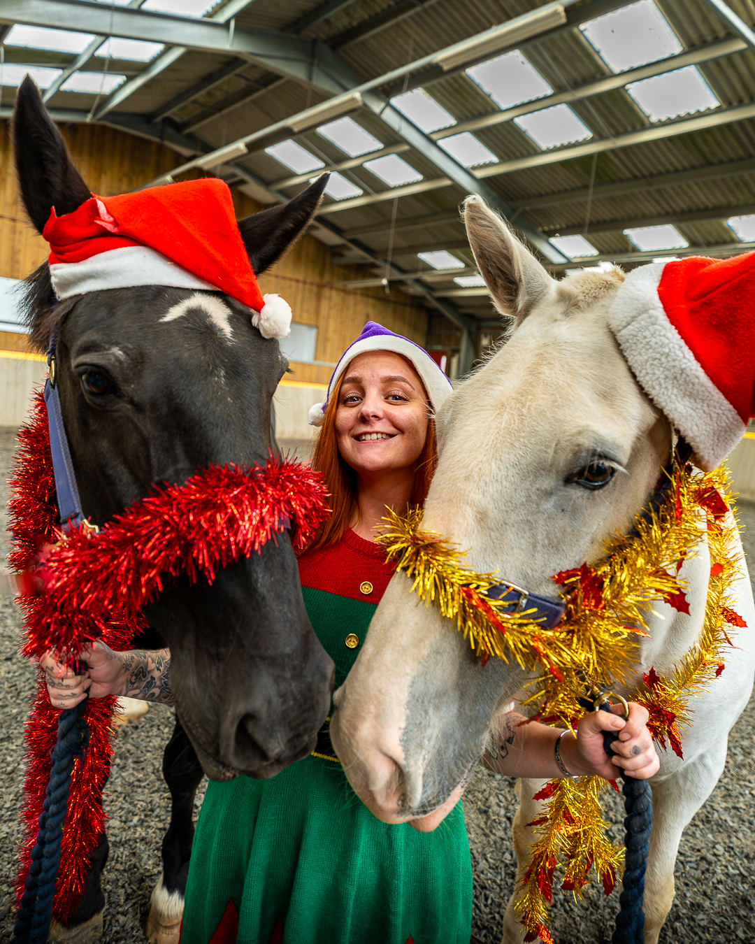 A woman wearing a purple christmas hat and an Elf dress is smiling and holding the reigns of two horses wearing tinsel and Christmas hats either side of her.