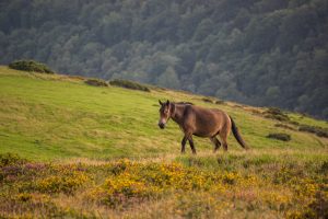 A brown wild pony walks uphill, with woodlands and forests in the distance behind it.