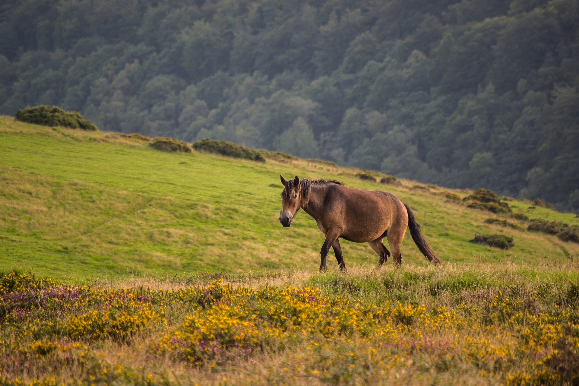 A brown wild pony is walking across a field that extends down into woodland in the distance.