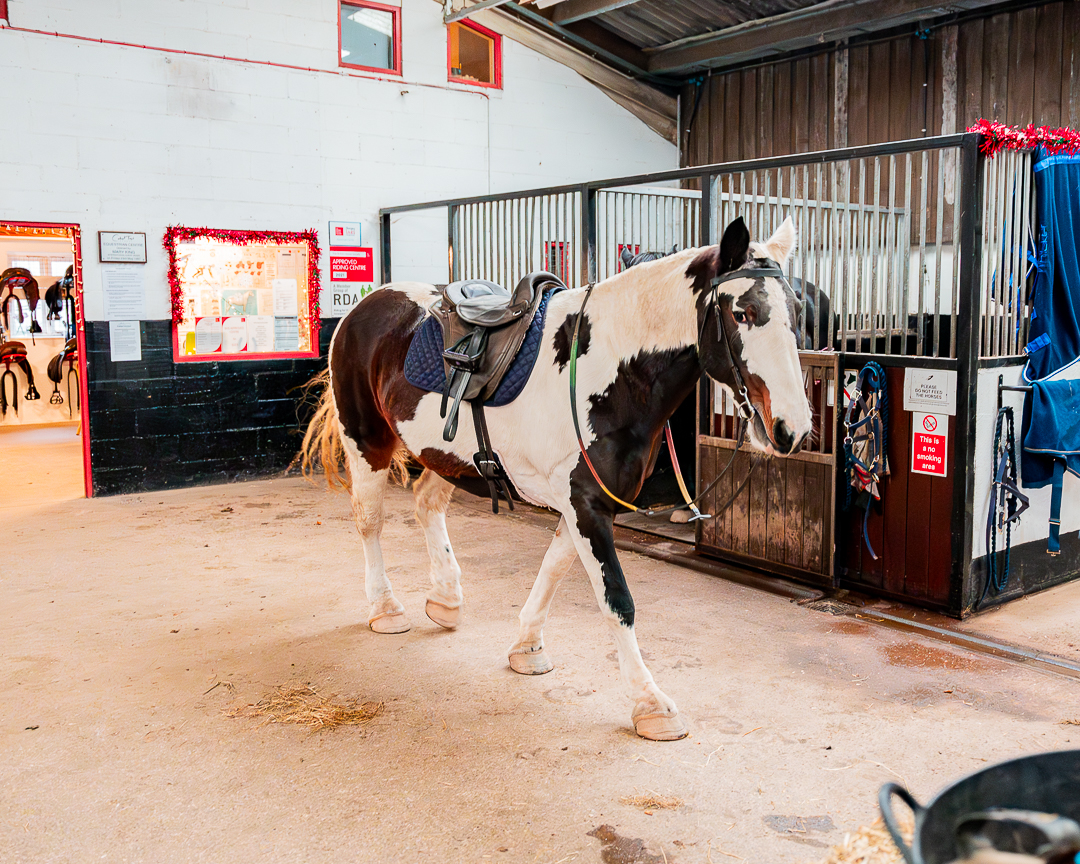 A white and black horse wearing full tack is walking through the indoor stables building at the Calvert Exmoor Equestrian Centre.