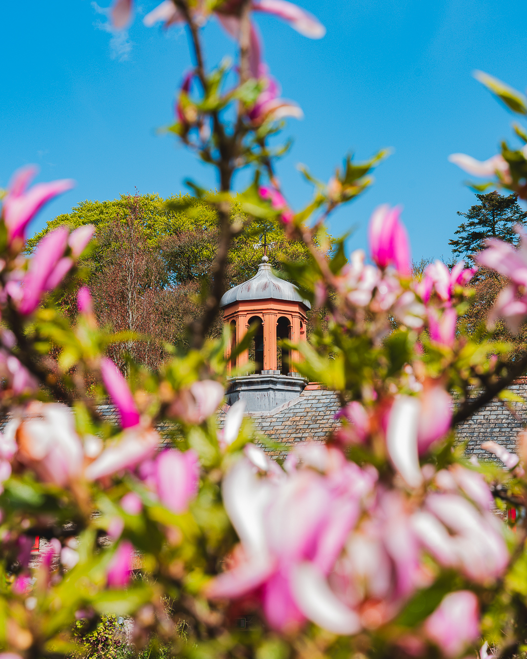 In focus in the background is the orange belltower on top of a roof, with blue skies and trees behind it. In the foreground, blurred slightly is newly blossoming magnolia flowers in a tree.