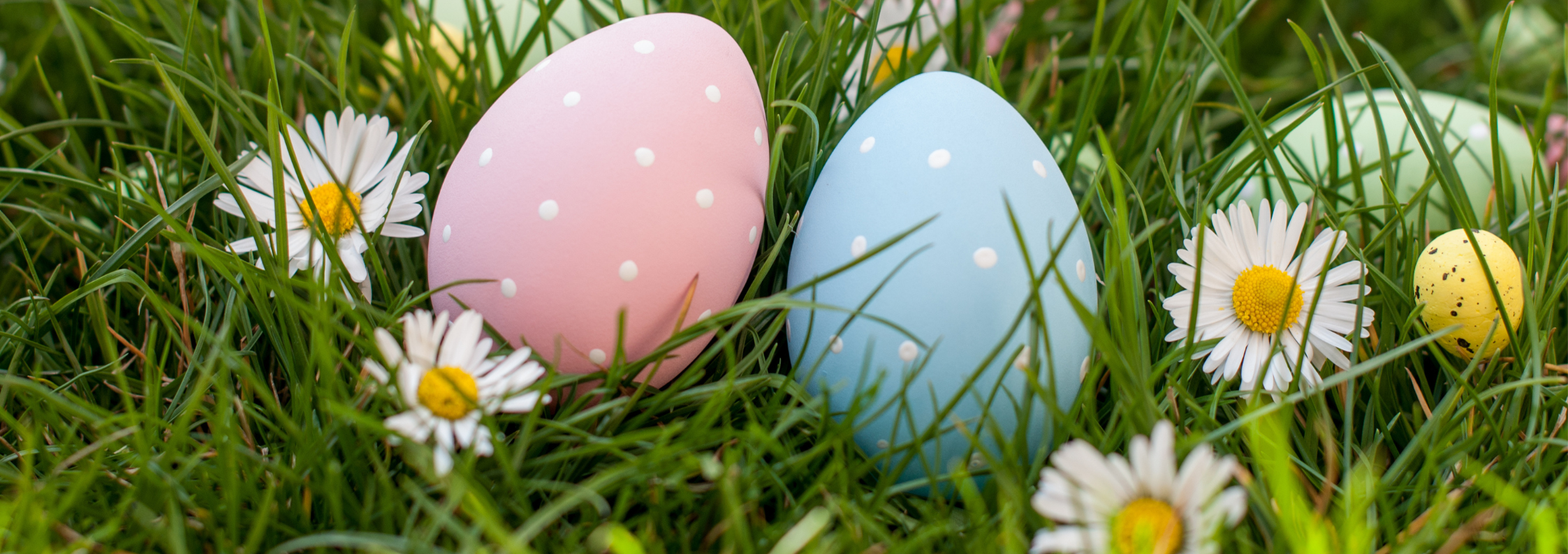 A pink egg and a blue egg sit in the green grass surrounded by daisy flowers